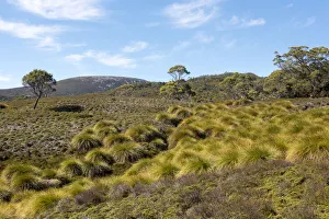 Images Dated 7th March 2018: Australia, Tasmania, Cradle Mountain-Lake St Clair National Park Button grass moorland