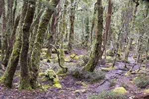 Australia, Tasmania. Cradle Mountain-Lake St Clair National Park Overland Track