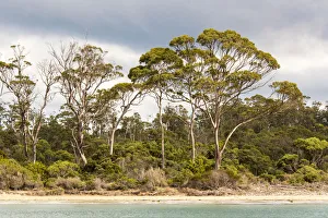 Tasman Peninsula Prints: Australia, Tasmania, Eucalyptus on beach great light Fortescue Bay Tasman Peninsula