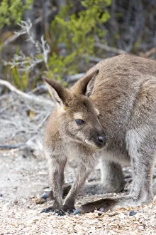 Images Dated 14th March 2018: Australia, Tasmania, Freycinet National Park