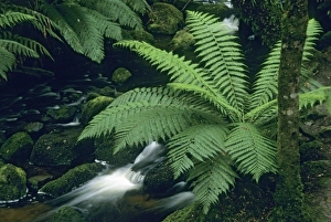 Greenery Prints: Australia, Tasmania, Mt. Field National Park