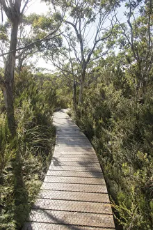 Boardwalk Prints: Australia, Tasmania, Tasman National Park. Three Capes Track Cape Hauy boardwalk