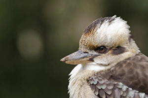 Australia, Victoria, Melbourne, Dandenong Ranges. Dandenong National Park, Grants Reserve