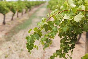 Images Dated 13th February 2014: Australia, Victoria, VIC, Rutherglen, vineyard detail