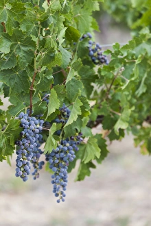 Images Dated 13th February 2014: Australia, Victoria, VIC, Rutherglen, vineyard detail