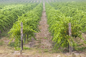 Images Dated 14th February 2014: Australia, Victoria, VIC, Rutherglen, vineyard detail
