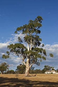 Images Dated 18th February 2014: Australia, Victoria, VIC, Yarra Valley, gum tree