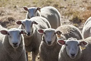 Images Dated 18th February 2014: Australia, Victoria, VIC, Yarra Valley, sheep farm