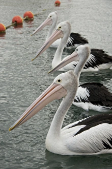 Australia, Western Australia, Albany, Oyster Harbour