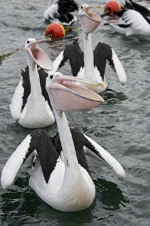 Australia, Western Australia, Albany, Oyster Harbour