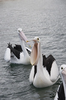 Images Dated 1st May 2014: Australia, Western Australia, Albany, Oyster Harbour