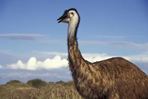 Australia, Western Australia. Emu (Dromaius novaebollandiae), flightless bird