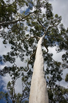 Images Dated 30th April 2014: Australia, Western Australia, Perth. Kings Park. Perths premier 1, 000 acre city park