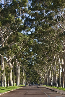 Images Dated 7th March 2014: Australia, Western Australia, Perth, Kings Park, Fraser Avenue, trees