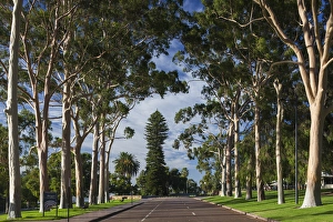 Images Dated 7th March 2014: Australia, Western Australia, Perth, Kings Park, Fraser Avenue, trees