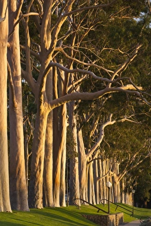Australia, Western Australia, Perth, Kings Park, Fraser Avenue, trees