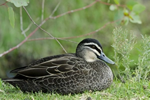 Images Dated 30th April 2014: Australia, Western Australia, Perth, Yanchep National Park. Pacific black duck (WILD