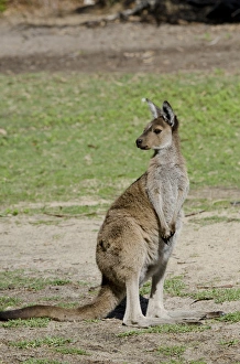 Australia, Western Australia, Perth, Yanchep National Park. Western gray kangaroo (WILD