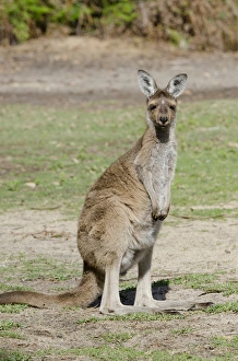 Images Dated 30th April 2014: Australia, Western Australia, Perth, Yanchep National Park. Western gray kangaroo (WILD