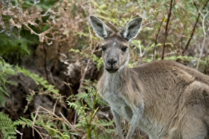Australia, Western Australia, Perth, Yanchep National Park. Western gray kangaroo (WILD