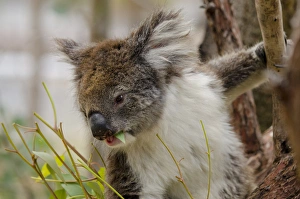 Images Dated 30th April 2014: Australia, Western Australia, Perth, Yanchep National Park