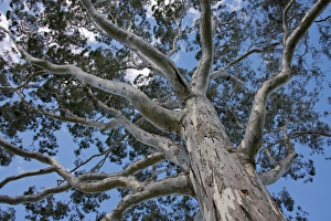 Images Dated 30th April 2014: Australia, Western Australia, Perth. Kings Park. Perths premier 1, 000 acre city park