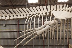Images Dated 15th March 2014: Australia, Western Australia, The Southwest, Albany, Whale World, former Whaling Station