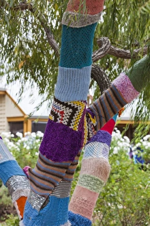 Western Australia Prints: Australia, Western Australia, The Southwest, Nannup, weaving covered tree