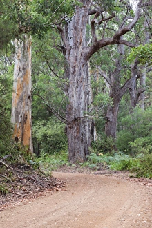 Images Dated 14th March 2014: Australia, Western Australia, The Southwest, Walpole, giant tingle trees
