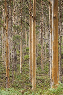 Images Dated 13th March 2014: Australia, Western Australia, The Southwest, Karridale, Boranup Kari Forrest