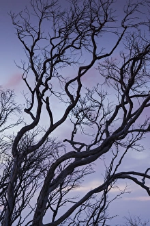 Images Dated 12th March 2014: Australia, Western Australia, The Southwest, Prevelly, Surfers Point, tree silhouettes