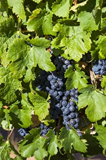 Australia, Western Australia, The Southwest, Margaret River Wine Region, Margaret River