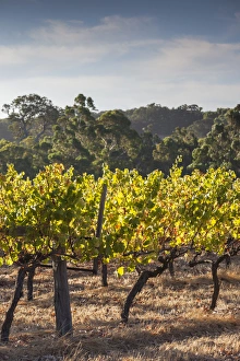 Australia, Western Australia, The Southwest, Margaret River Wine Region, Margaret River