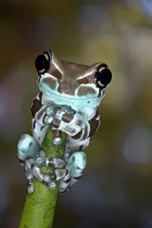 Frog Prints: Australia. White's tree frog grasping plant stem