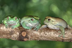 Images Dated 19th December 2022: Australia. White's tree frogs on log