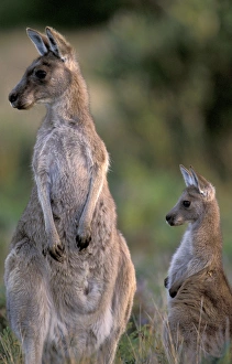 Australia, Wilsons Promontory National Park, Victoria Eastern grey kangaroo (Macropus