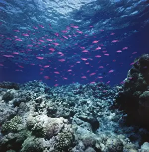 Images Dated 10th June 2014: Australia, Yellowstriped Anthias(Pseudanthias) schooling in Great Barrier Reef