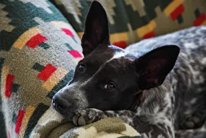 Lying Down Prints: Australian cattle dog