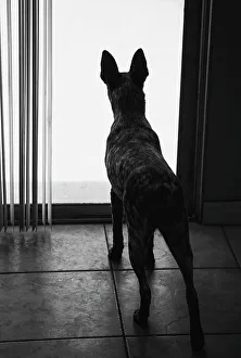 Australian cattle dog