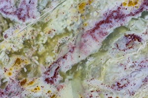 Images Dated 20th November 2012: Australian Green Opalite