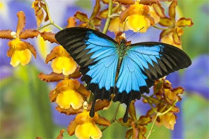 Australian Mountain Blue Swallowtail Butterfly, Papilio ulysses, on Orchid