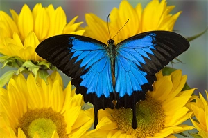 Sunflower Prints: Australian Mountain Blue Swallowtail Butterfly, Papilio ulysses, on sunflower