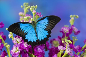 Images Dated 4th November 2015: Australian Mountain Blue Swallowtail Butterfly, Papilio ulysses