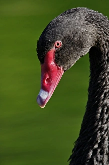 Images Dated 22nd April 2009: Australian Mute Swan