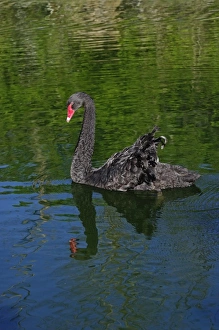 Images Dated 22nd April 2009: Australian Mute Swan