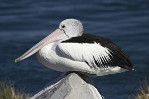 New South Wales Prints: Australian Pelican (Pelecanus conspicillatus)