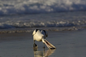 Australian pelican (Pelecanus conspicillatus), North Stradbroke Island off Queensland coast