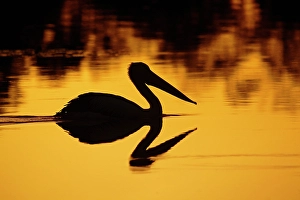 Beak Prints: Australian Pelican at sunset, Lake Houdraman, Quilpie, Queensland, Australia