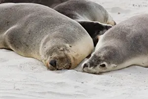 Relaxation Prints: Australian Sea Lion (Neophoca cinerea) in the Seal Bay Conservatino Park, kangaroo Island