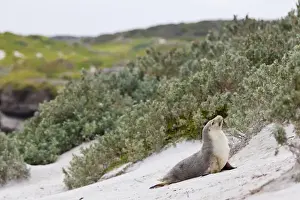 Images Dated 25th November 2011: Australian Sea Lion (Neophoca cinerea) in the Seal Bay Conservatino Park, kangaroo Island